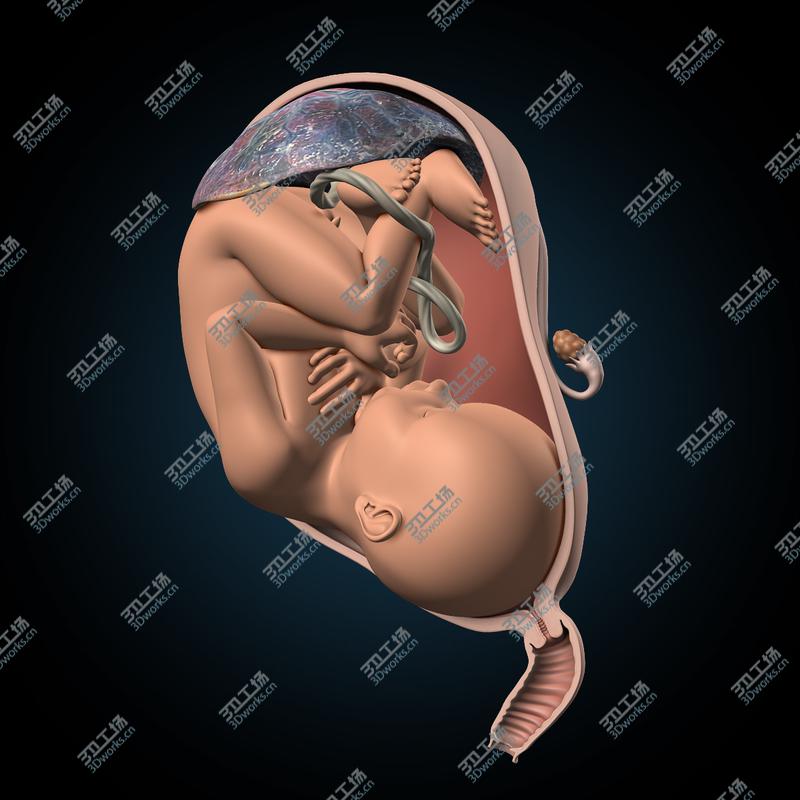 images/goods_img/20210113/Pregnant, Fetus & Uterus/5.jpg